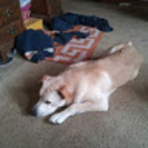 Meet your Posher, Linda